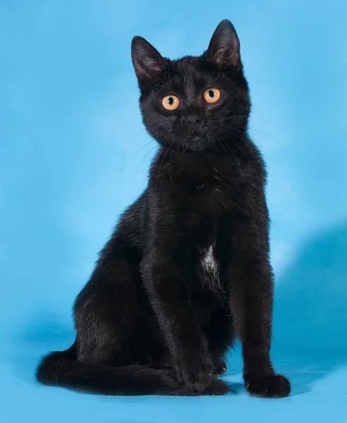 Gatito negro sentado sobre fondo azul — Foto de Stock