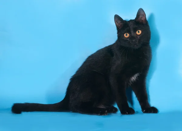 Gatinho preto sentado no fundo azul — Fotografia de Stock