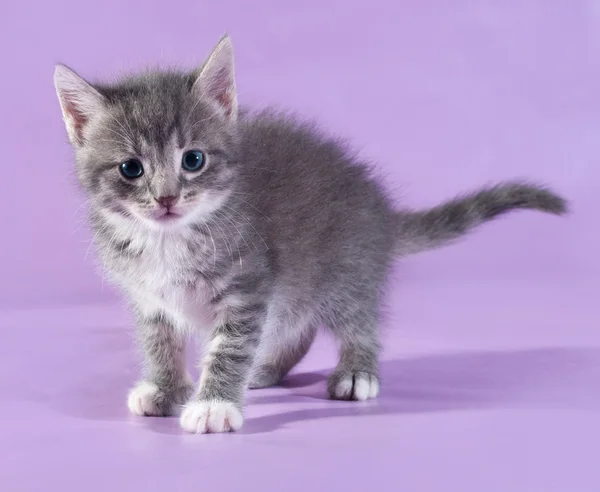 Kleine pluizig tabby kitten staande op paars — Stockfoto