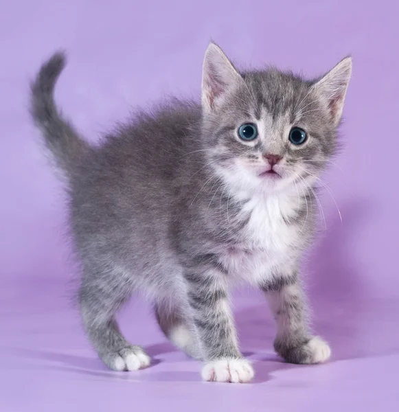 Small fluffy tabby kitten standing on purple — Stock Photo, Image