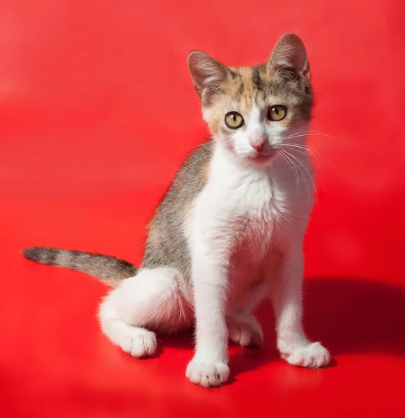 Tricolor kot siedzi na czerwono — Zdjęcie stockowe