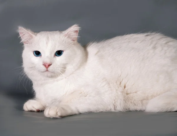 Witte kat met blauwe ogen liggend op grijs — Stockfoto