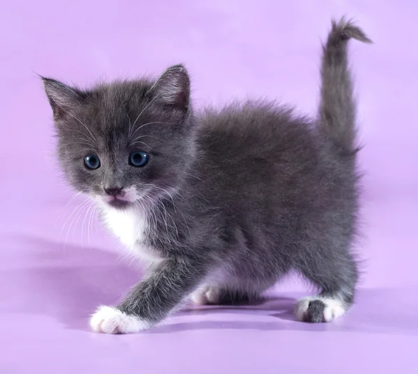 Kleine pluizig grijze kitten staande op paars — Stockfoto