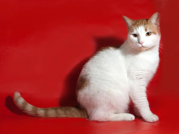 Witte kat met rode vlekken zittend op rood — Stockfoto