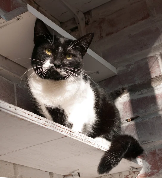 Black and white cat sitting on shelf — Stock Photo, Image