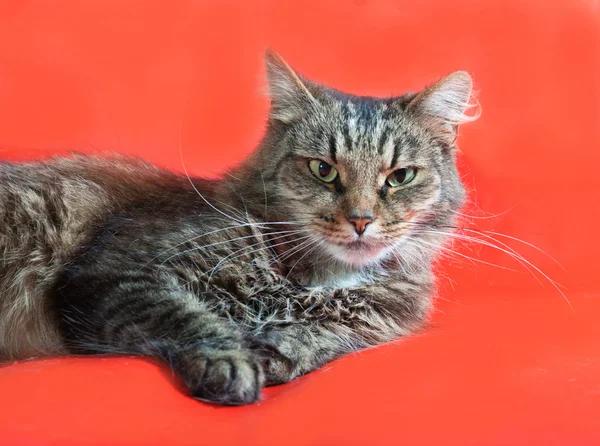 Striped fluffy cat with green eyes lying on red — Stock Photo, Image