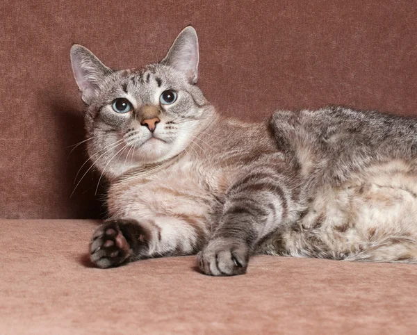 Tabby cat with blue eyes lying on couch — Stock Photo, Image