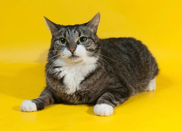 मोटी पट्टी वाली बिल्ली पीले पर lies — स्टॉक फ़ोटो, इमेज