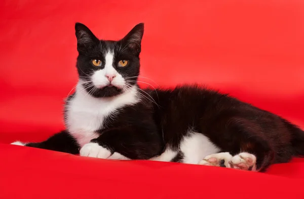 Gatto bianco e nero sdraiato sul rosso — Foto Stock