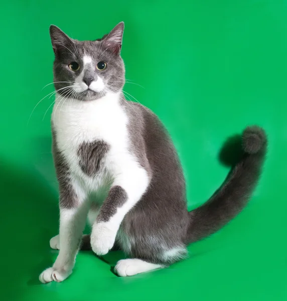 Серый кот с белыми пятнами сидит на зеленом — стоковое фото