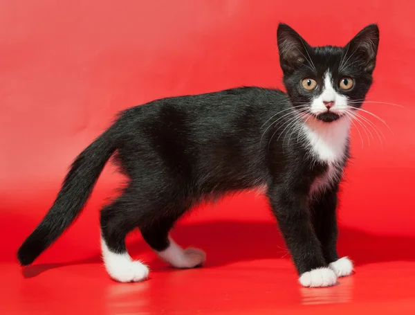 Zwart katje met witte vlekken staat op rood — Stockfoto