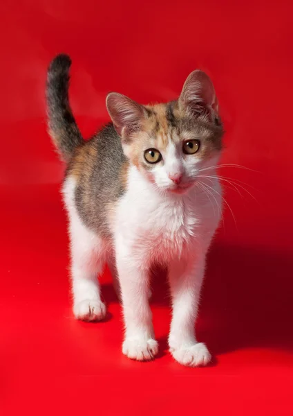 Gatito tricolor de pie sobre rojo —  Fotos de Stock