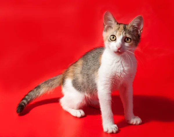 Tricolor kotek stojący na czerwono — Zdjęcie stockowe