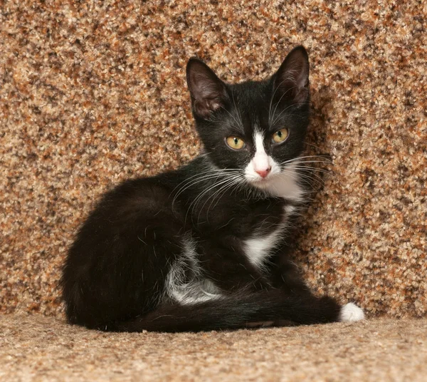 Gattino nero con macchie bianche seduto sul divano — Foto Stock