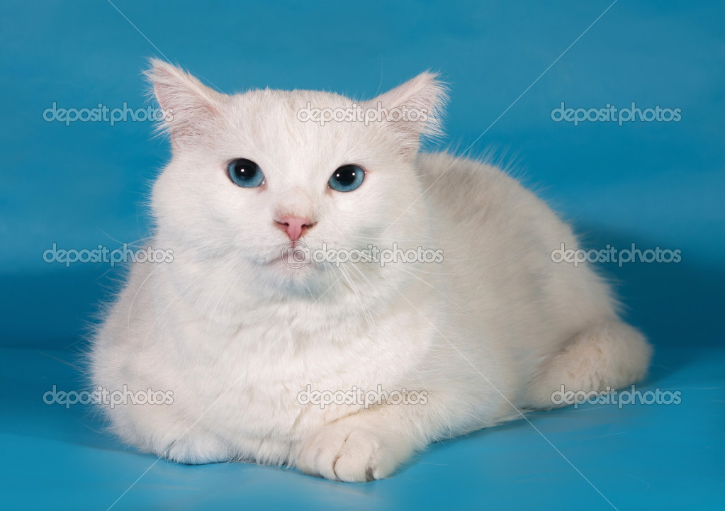 Chat Blanc Aux Yeux Bleus Se Trouve Sur Bleu Photographie