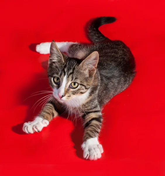 Gestreepte kitten liggend op rood — Stockfoto