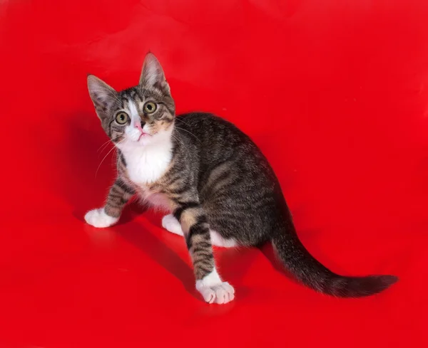 Gatito a rayas sentado en rojo — Foto de Stock