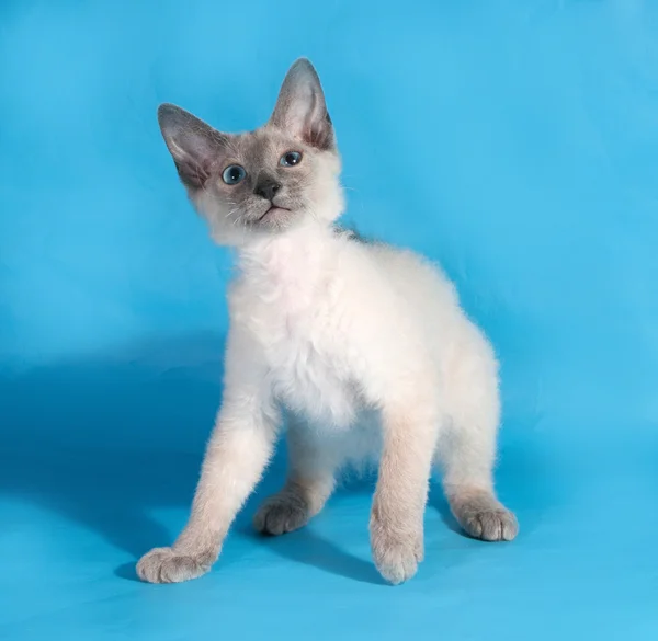 Кудрявый котенок Рекс с голубыми глазами, сидящий на голубом — стоковое фото