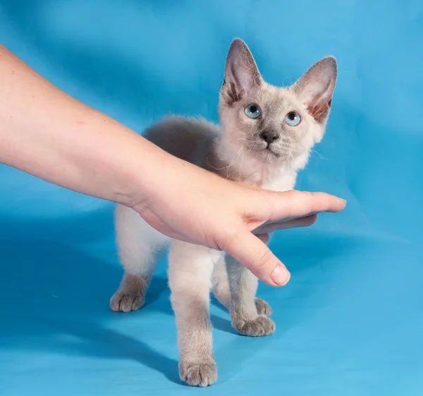 Curly small Cornish Rex kitten with blue eyes on blue — Stock Photo, Image