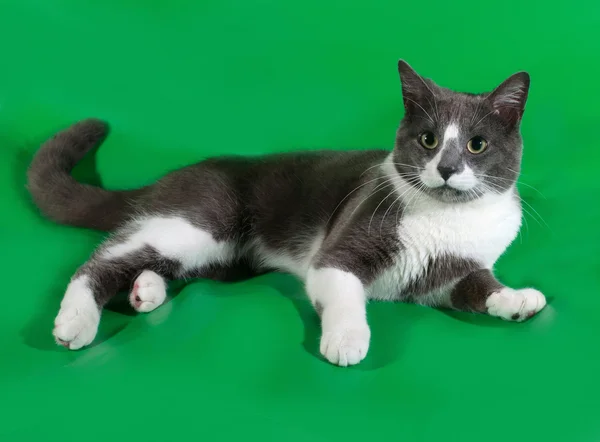 带有白色斑点躺在绿色只灰色的猫 — 图库照片