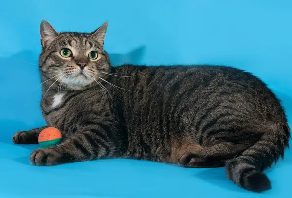 Tekir kedi oyuncak top ile mavi arka plan üzerinde yer alır. — Stok fotoğraf