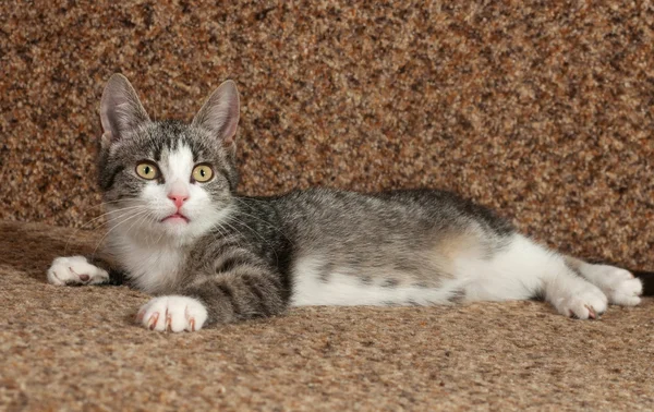 Raidallinen kissanpentu makaa sohvalla — kuvapankkivalokuva