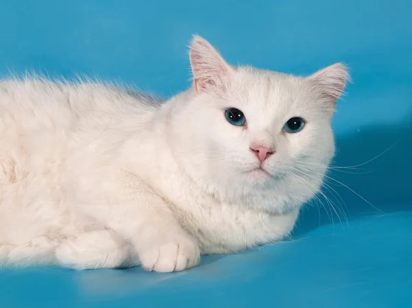 Vit fett katt ligger på blå — Stockfoto