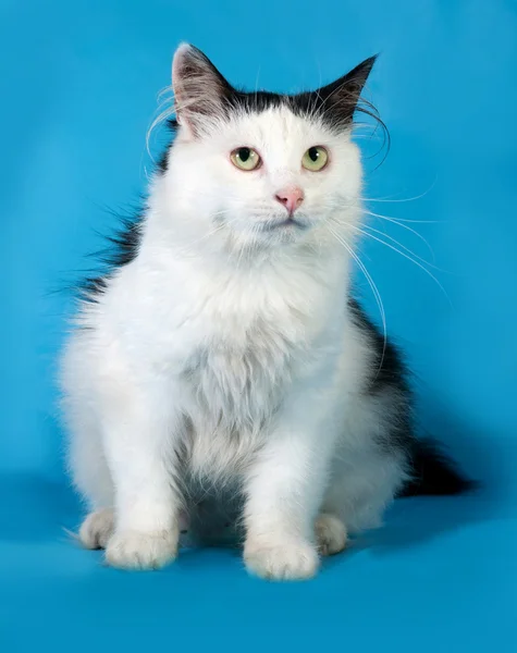 Gatto bianco con macchie nere seduto su blu — Foto Stock