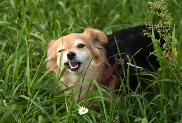 Redhead small dog eats grass on walk — Stock Photo, Image