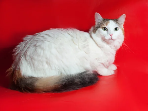 Thick white cat with  spots sitting on red — Stock Photo, Image