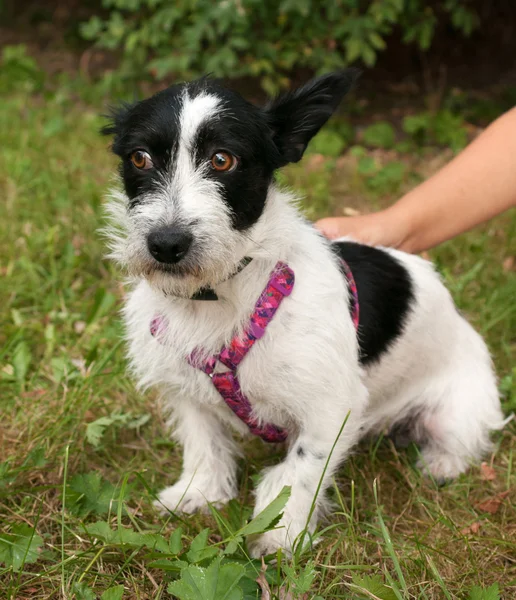 Little bearded dog sitting on grass — Stock Photo, Image