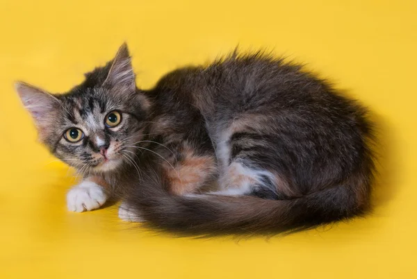 Трехцветный котенок, лежащий на желтом — стоковое фото