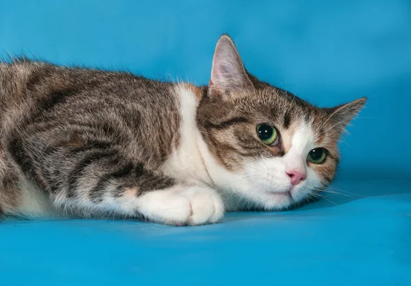 Gatto tricolore con gli occhi verdi sdraiato sul blu — Foto Stock