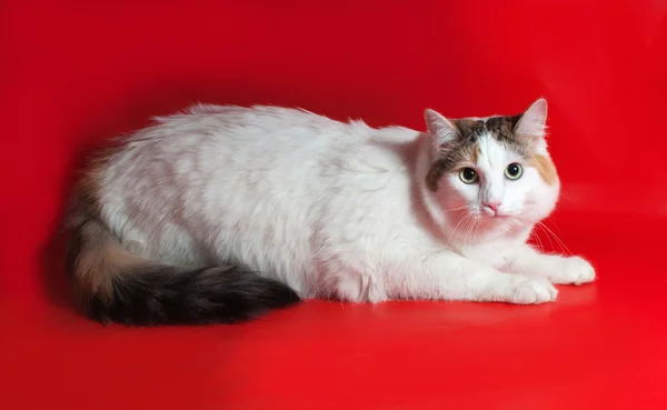 Gato branco grosso com manchas deitadas no vermelho — Fotografia de Stock