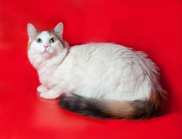 Grueso gato blanco con cola colorida sentado en rojo —  Fotos de Stock