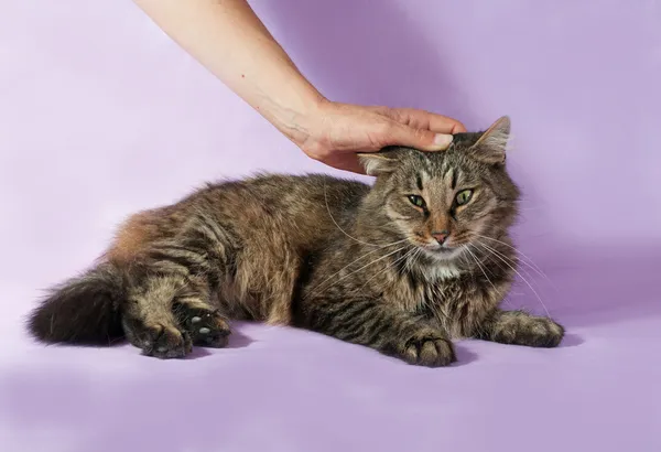 Tabby cat lying on purple, stroking her human hand — Stock Photo, Image