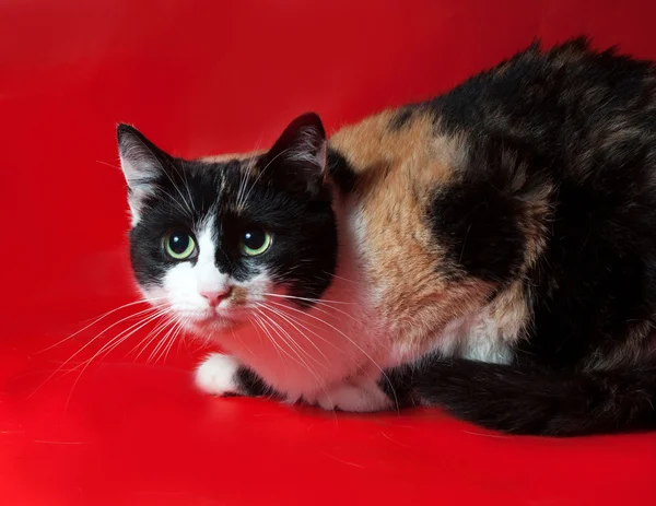 Tricolor cat sitting on red — Stock Photo, Image