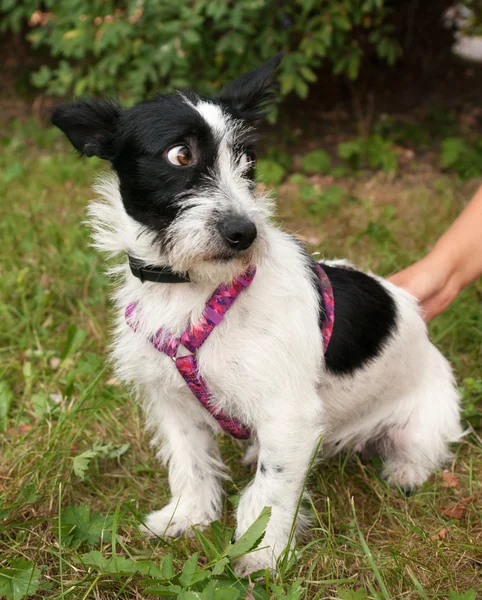 Little bearded dog harness in pink on background of grass — Stock Photo, Image