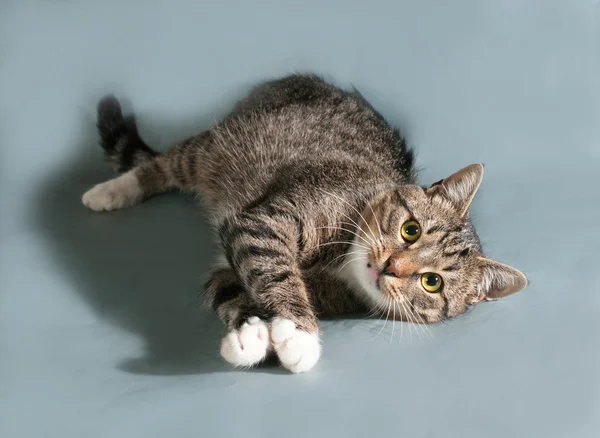 Tabby cat with yellow eyes lying on gray — Stock Photo, Image