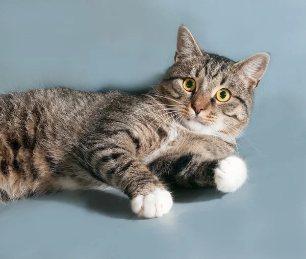 Tabby cat with yellow eyes lying on gray — Stock Photo, Image