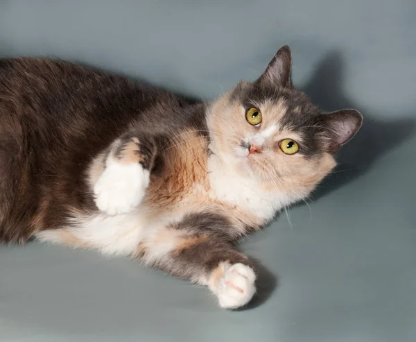 Tricolor Katze mit gelben Augen liegt auf grau — Stockfoto