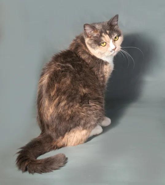 Tricolor Katze mit gelben Augen sitzt auf grau — Stockfoto