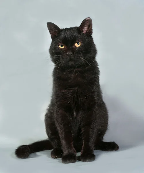 Vieux chat noir aux yeux jaunes assis sur gris — Photo