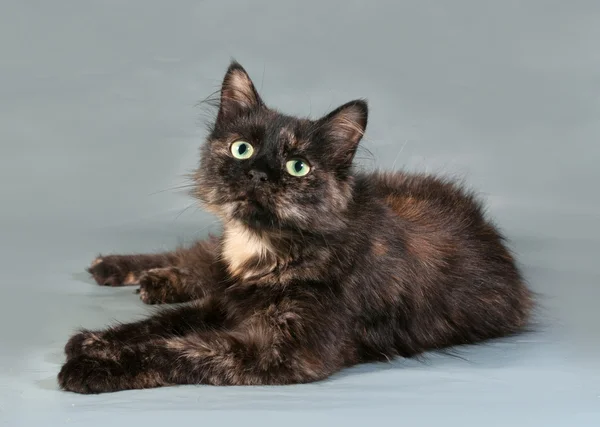 Tricolor gato con verde ojos sentado en gris —  Fotos de Stock