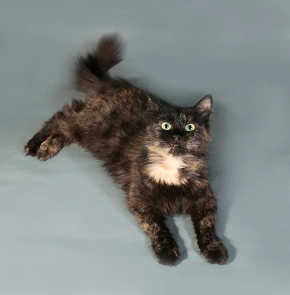 Driekleurige kat ligt op grijs — Stockfoto