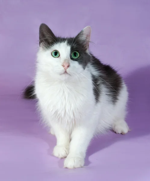 Gato blanco con manchas negras sentado en púrpura — Foto de Stock