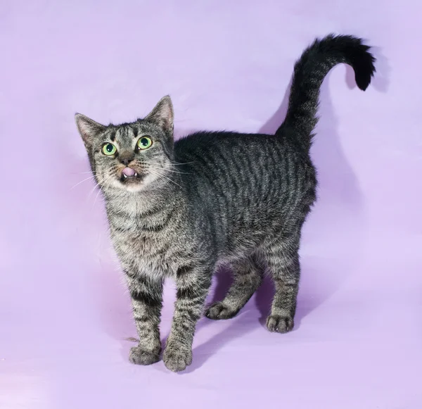 Tabby cat licking, standing on purple — Stock Photo, Image