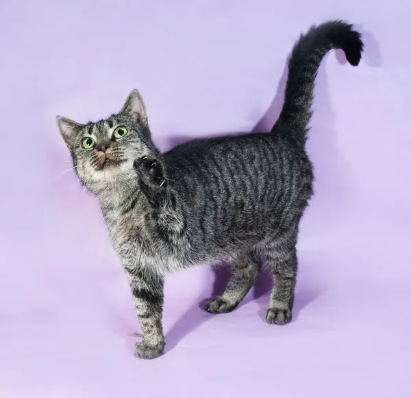 Mourovatá kočka se zelenýma očima, stojící na fialová — Stock fotografie