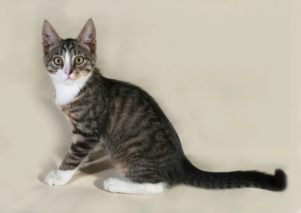 Kleines gestreiftes Kätzchen sitzt auf grau — Stockfoto
