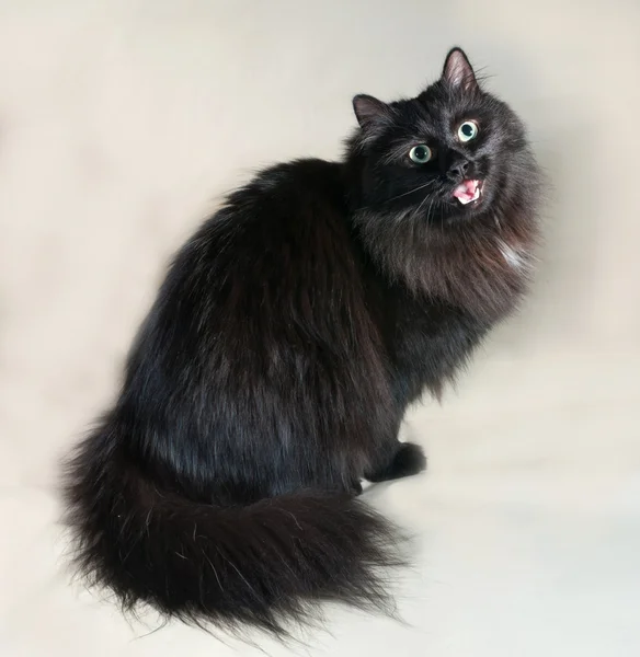 Fluffy black cat sitting on yellow with his tongue hanging out — Stock Photo, Image